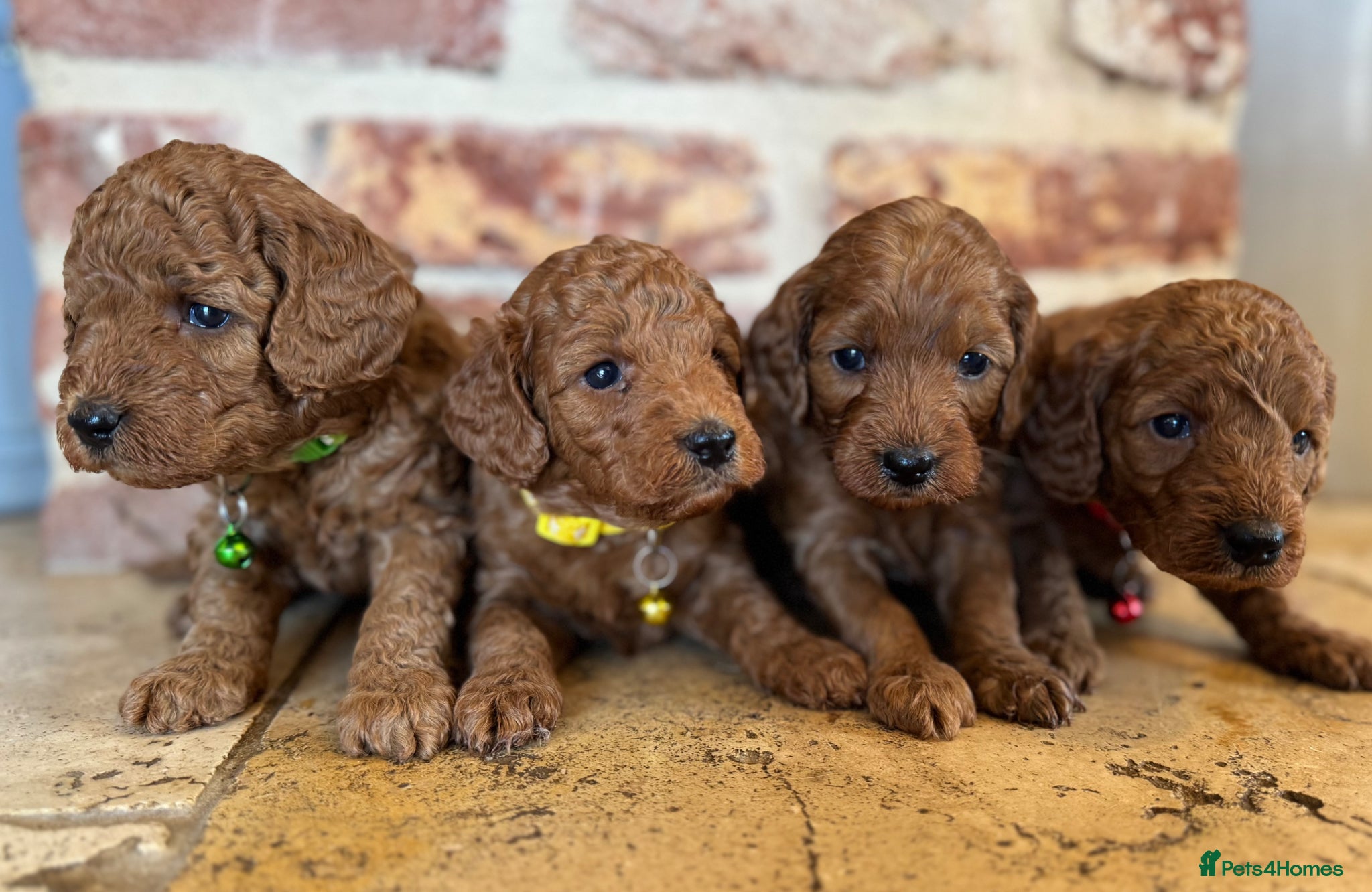 Cockapoo dogs F1b solid red cockapoos 🐾 - Advert 15