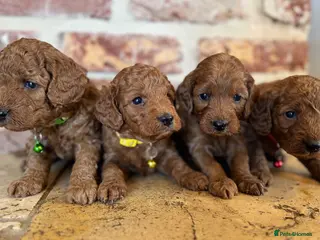 Cockapoo dogs F1b solid red cockapoos 🐾 - Advert 15