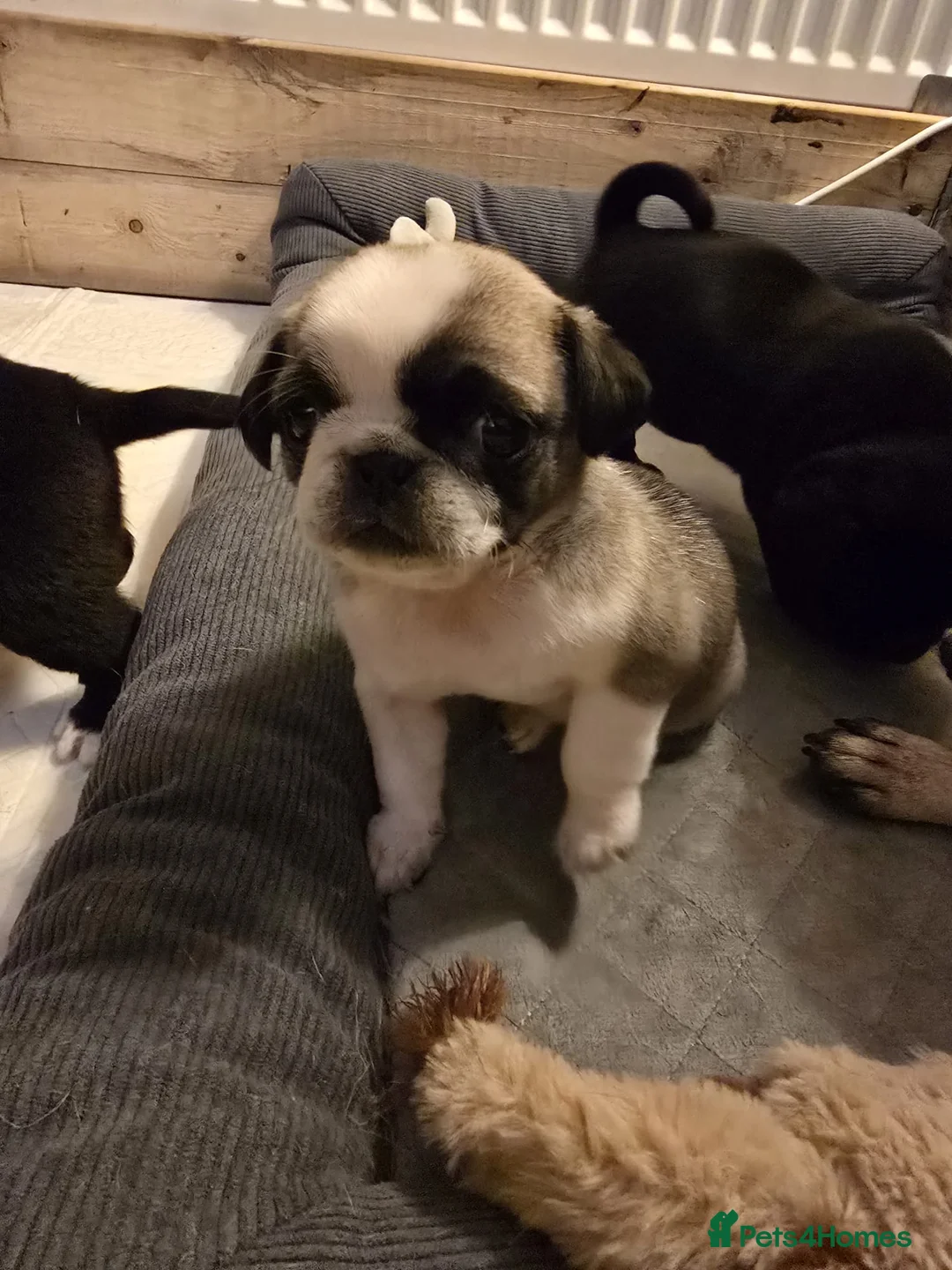 Pug dogs for sale: Beautifull pug pupies looking for a forever sofa in Plymouth - Advert 8