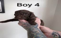 Cockapoo dogs for sale: Toy cocker poo f2 pups - Image 9
