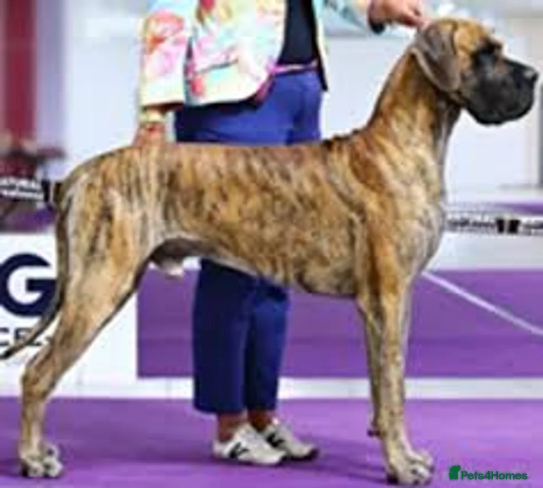 Great Dane dogs for sale: ONLY 1 LEFT Stunning Brindle Male Great Dane Pup - Advert 20