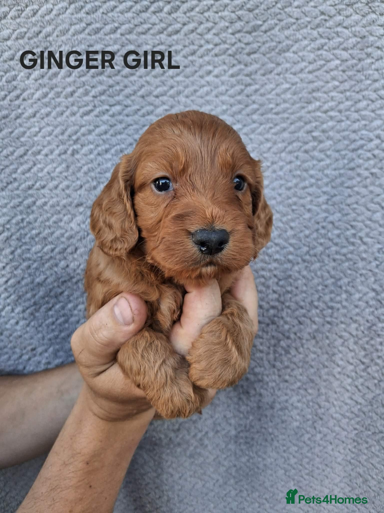 Cockapoo dogs F1 Cockapoo puppies - Advert 1