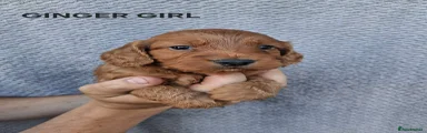 Cockapoo 5