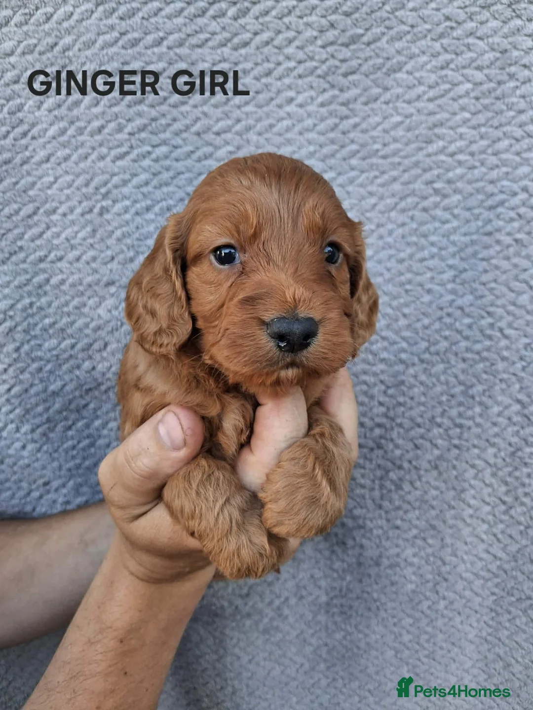 Cockapoo dogs for sale: F1 Cockapoo puppies - Advert 1