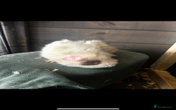 Guinea Pig rodents for sale: 4 guinea pigs - Image 4