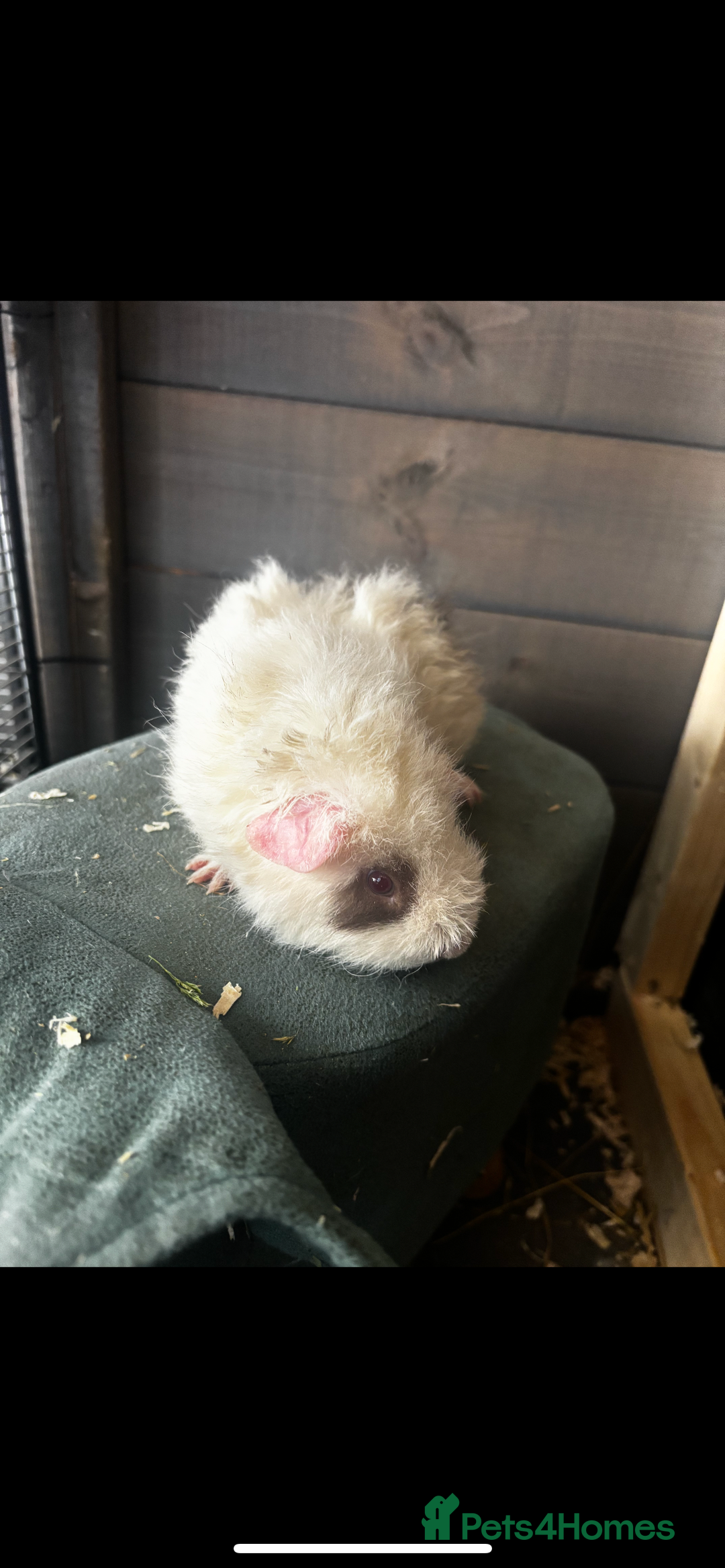 Guinea Pig rodents for sale: 4 guinea pigs - Image 4
