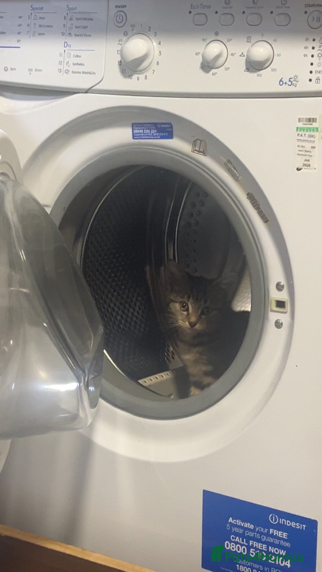 Mixed Breed cats for sale: 8 Month old kitten mixed breed - Advert 5