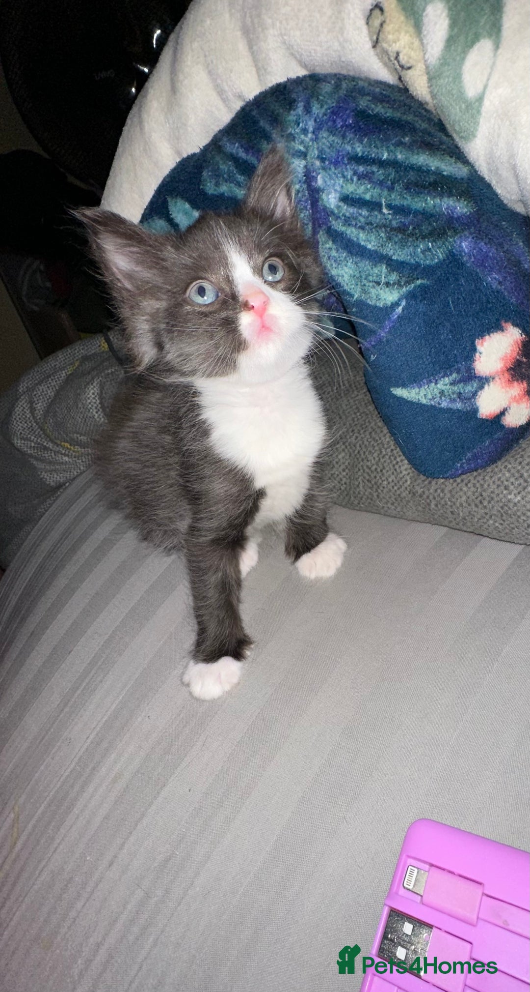 Mixed Breed cats for sale: 4 beautiful male kittens needing homes - Image 13