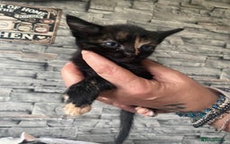 Mixed Breed cats for sale: Beautiful little kittens looking for forever home  - Image 3