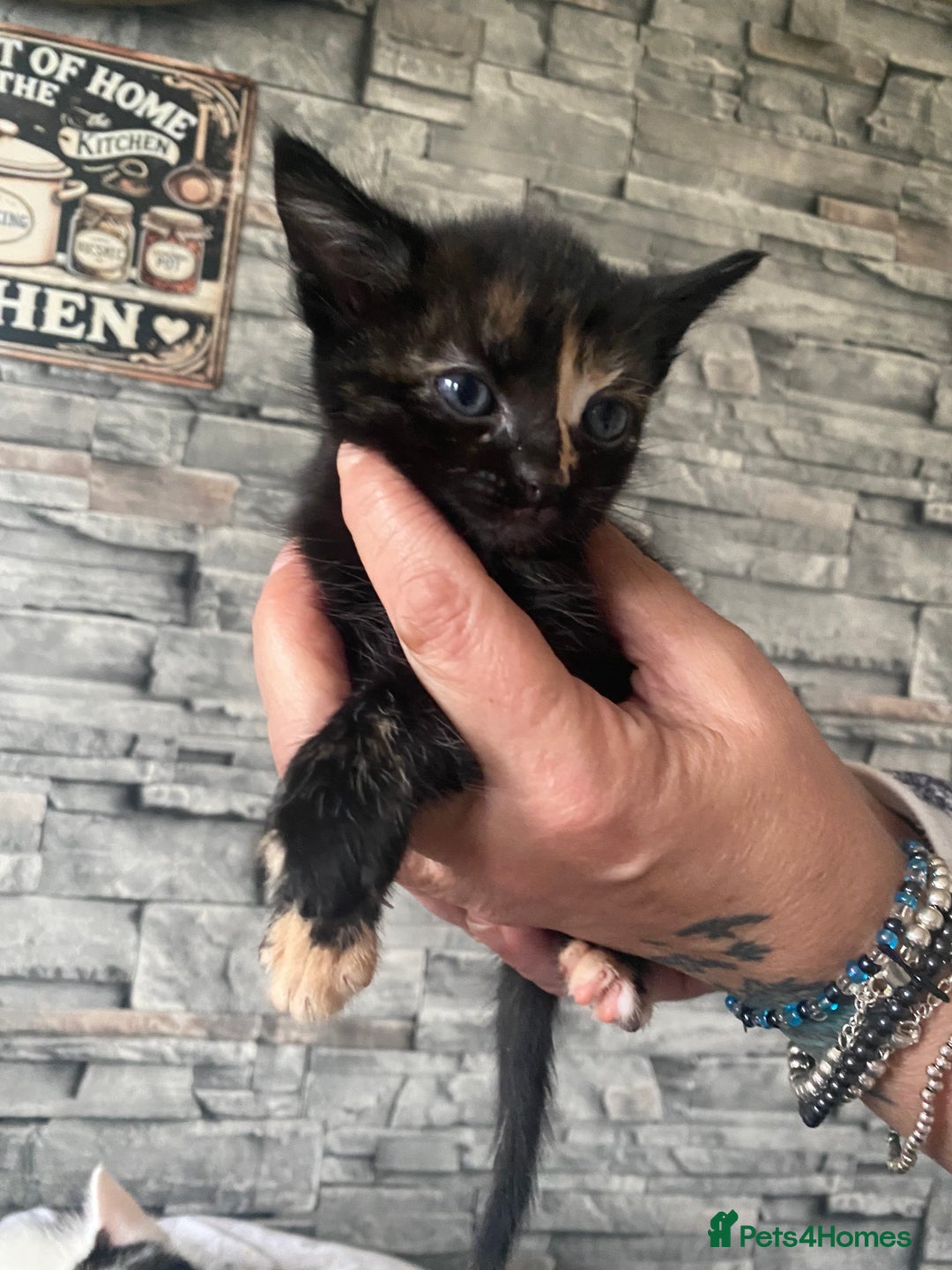Mixed Breed cats for sale: Beautiful little kittens looking for forever home  - Image 3