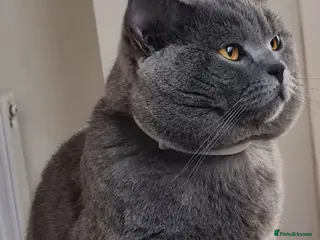 British Shorthair cats BSH BOY - Advert 1