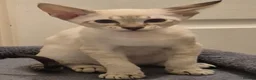 Oriental cats for sale: Stunning oriental and siamese boys  in Tilbury - Advert 8
