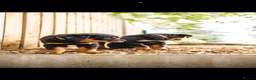 Rottweiler dogs for sale: 🐾 KC Registered Rottweiler Puppies for sale in Huddersfield - Advert 23