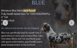 Jack Russell dogs for sale: True miniature Jack Russell’s  - Image 8