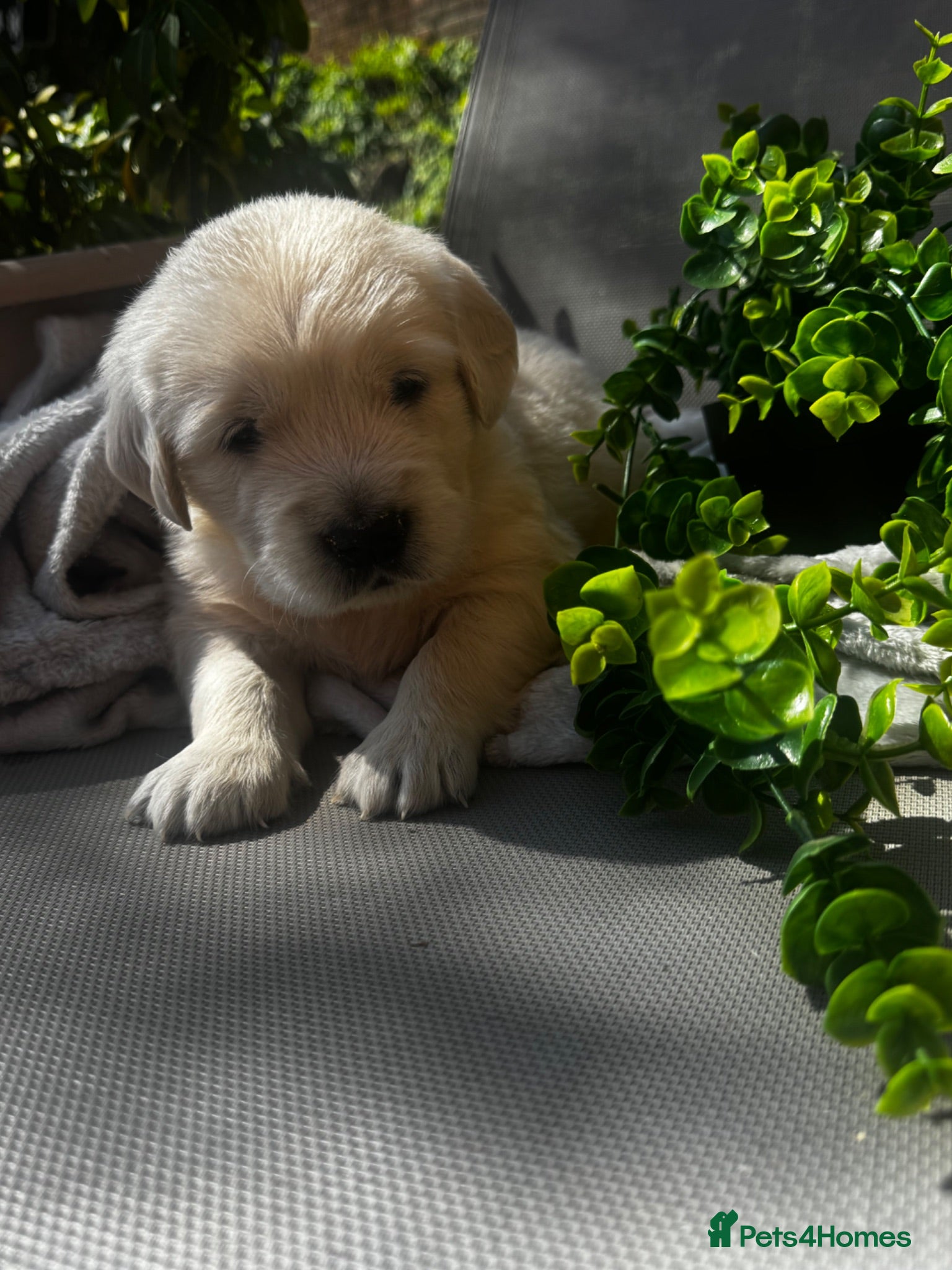 Golden Retriever dogs 9 exceptional Golden retriever  - Advert 1