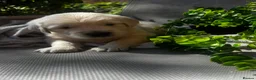 Golden Retriever dogs for sale: 9 exceptional Golden retriever  - Advert 22