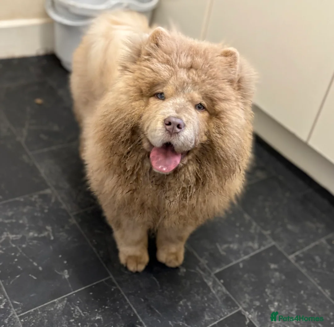 Chow Chow dogs for sale: Lesley Chow  - Advert 14