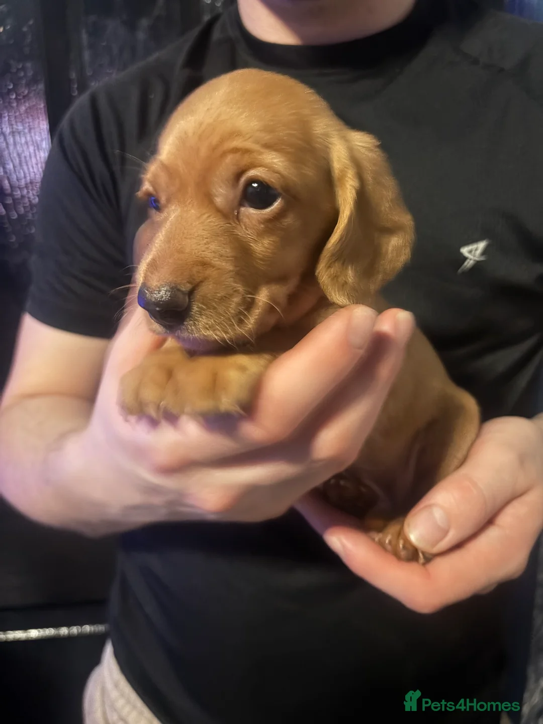 Miniature Dachshund dogs for sale: Ready now Beautiful miniature dachshunds  - Advert 12