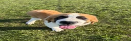 Saint Bernard dogs for sale: Saint Bernard  - Advert 4
