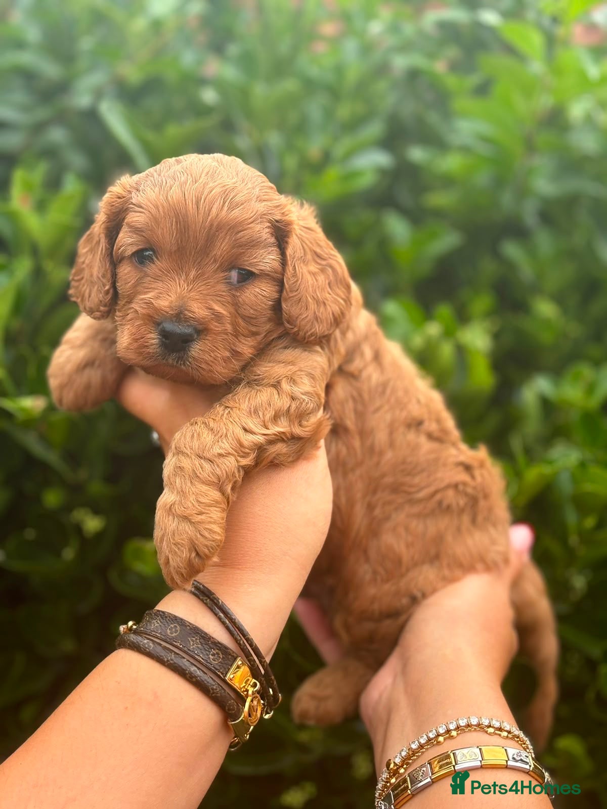 Cavapoo dogs Gorgeous Cavapoo  - Advert 1