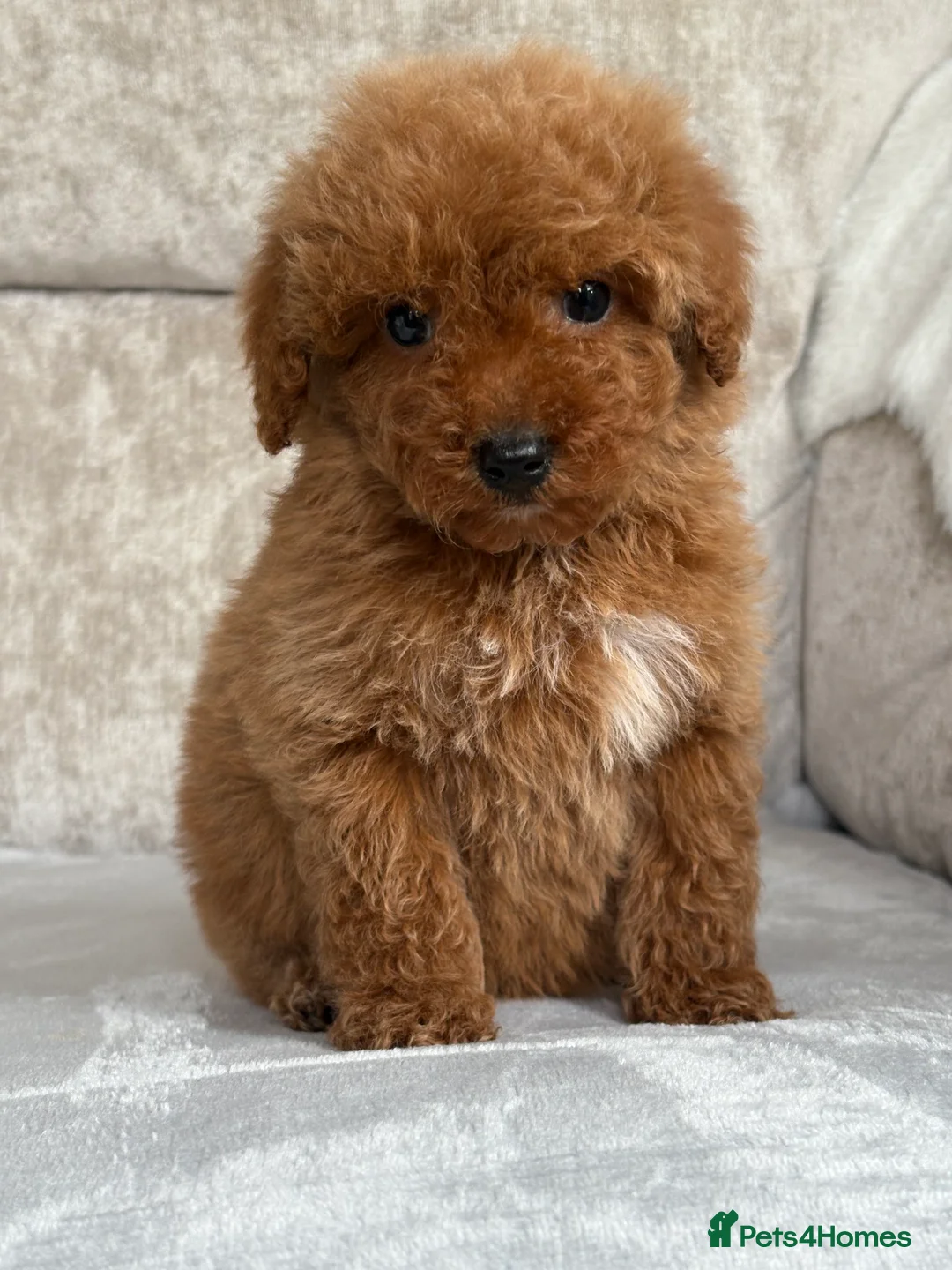 Miniature Poodle dogs for sale: Stunning miniature poodles - Advert 5