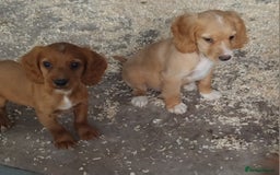 Cocker Spaniel dogs for sale: Fully vaccinated, Working type kc cocker spaniels - Image 12