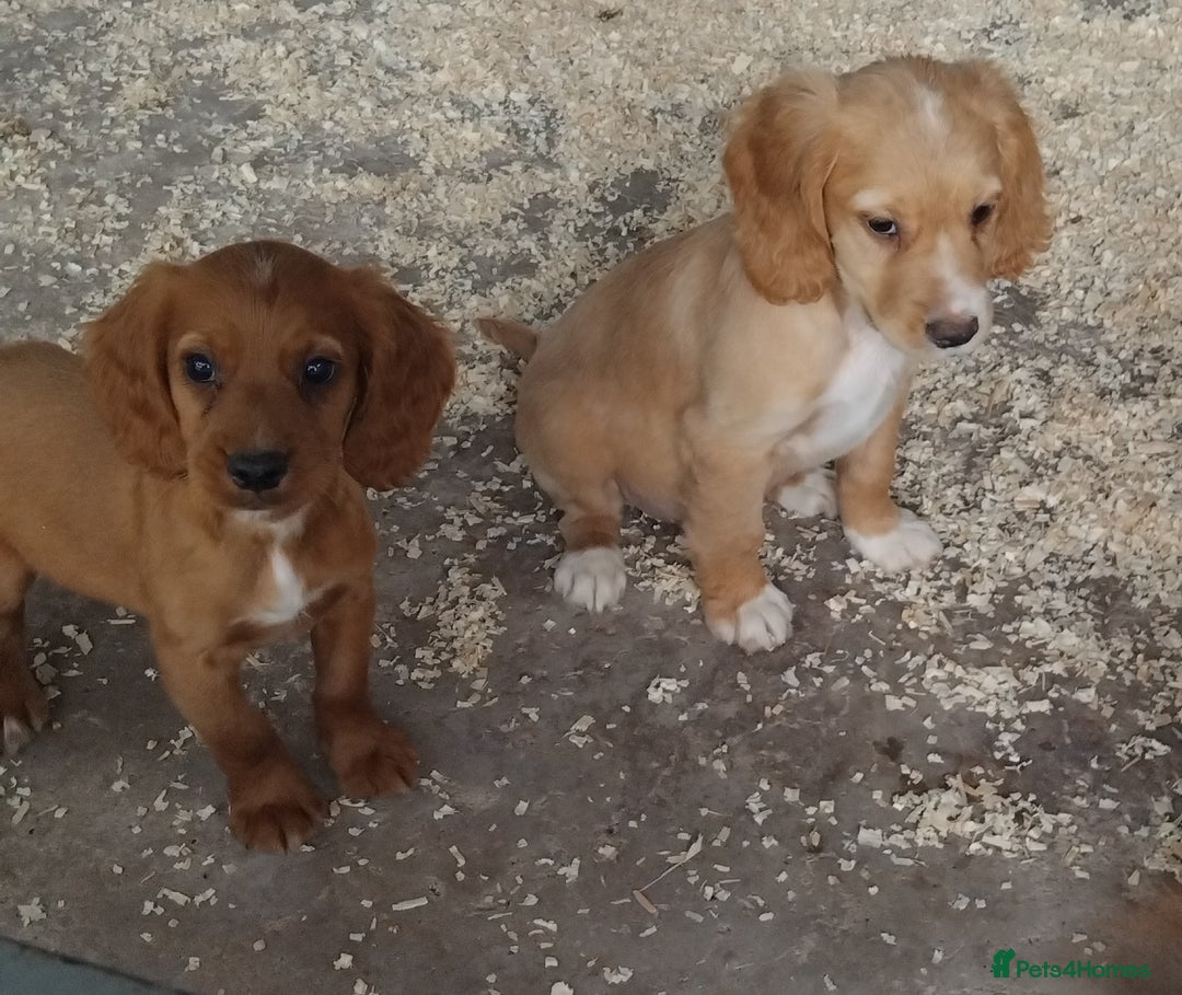 Cocker Spaniel dogs for sale: Fully vaccinated, Working type kc cocker spaniels - Image 12