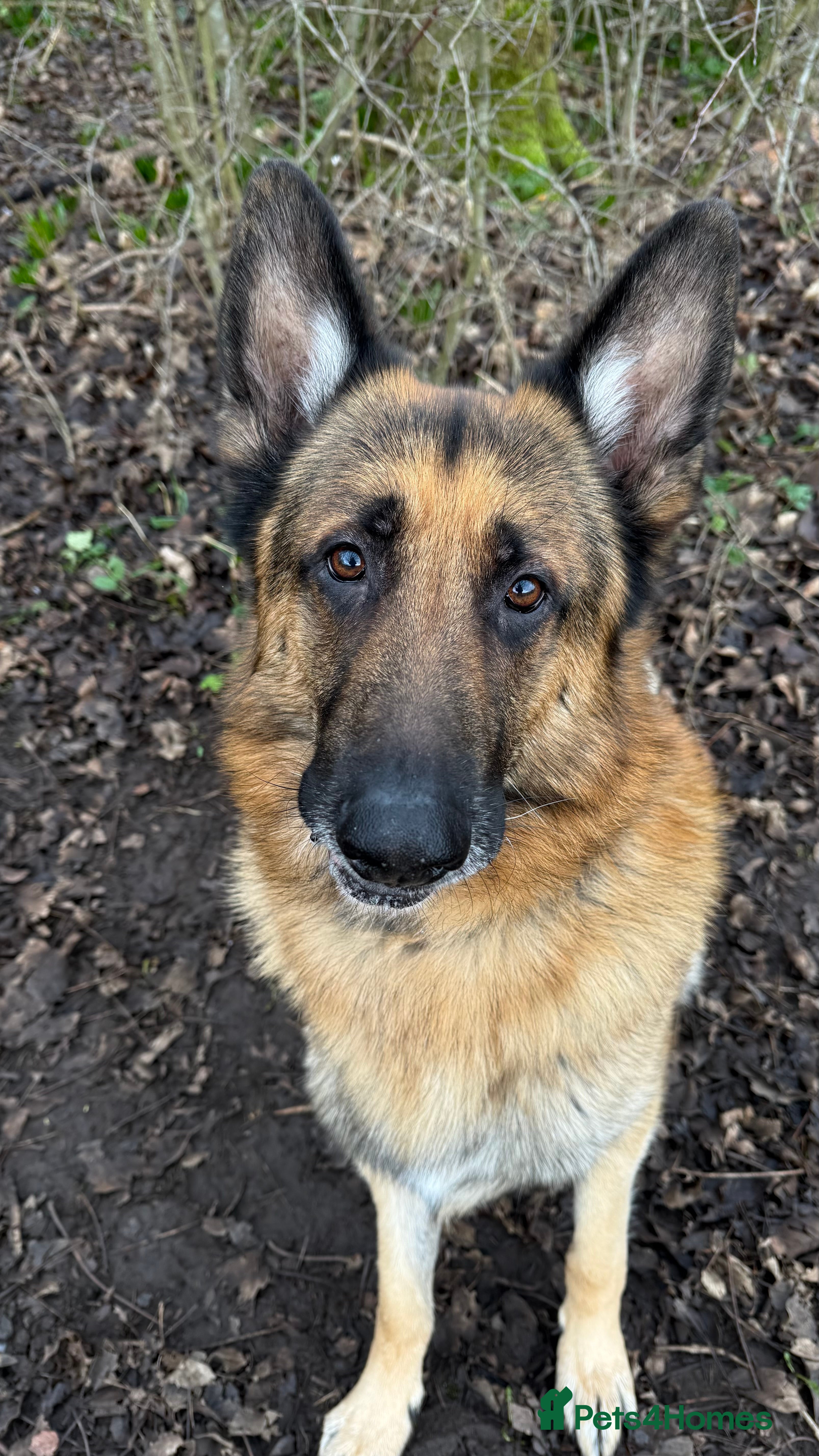 German Shepherd dogs For Stud Only in Newton-le-Willows - Advert 1