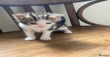 Domestic Shorthair cats - Advert 1