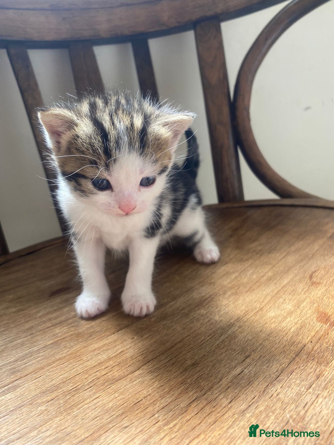 Domestic Shorthair cats for sale: Domestic kittens  - Image 3