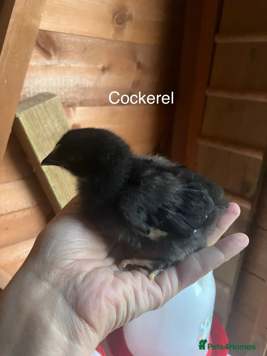 Chickens poultry for sale: French copper marans chick - Advert 2