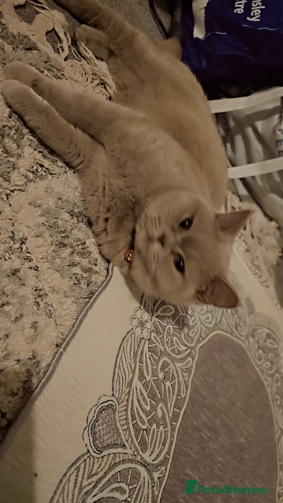 British Shorthair cats for sale: Lilac British Shorthair  - Image 7