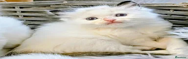 Ragdoll 1