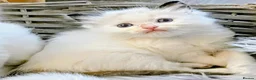 Ragdoll cats for sale: Ragdoll Kittens - Advert 4