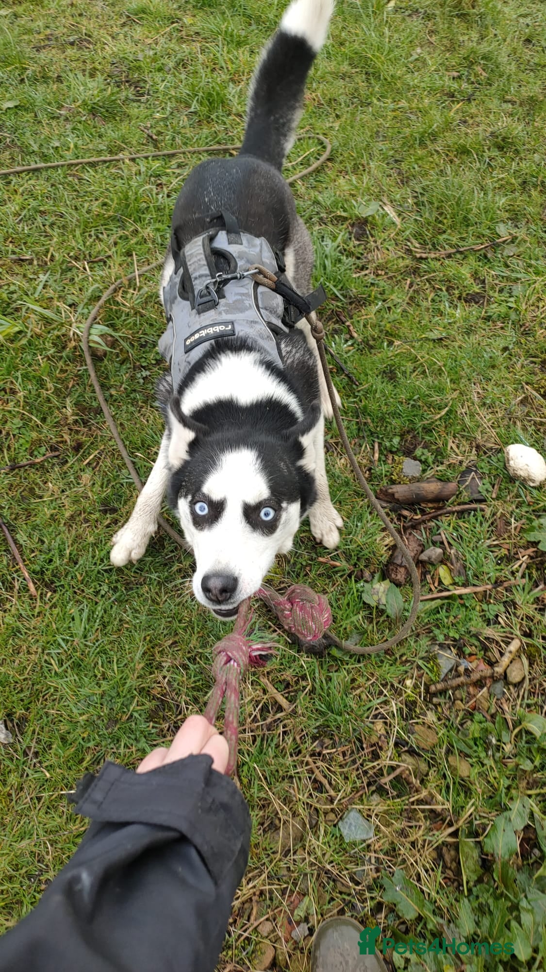 Siberian Husky dogs 3 year old Siberian husky  - Advert 3