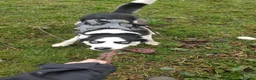 Siberian Husky dogs for sale: 3 year old Siberian husky  - Advert 1