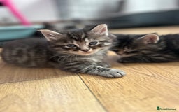 Ragcoon cats for sale: Ragcoons!  in Shepton Mallet - Image 19
