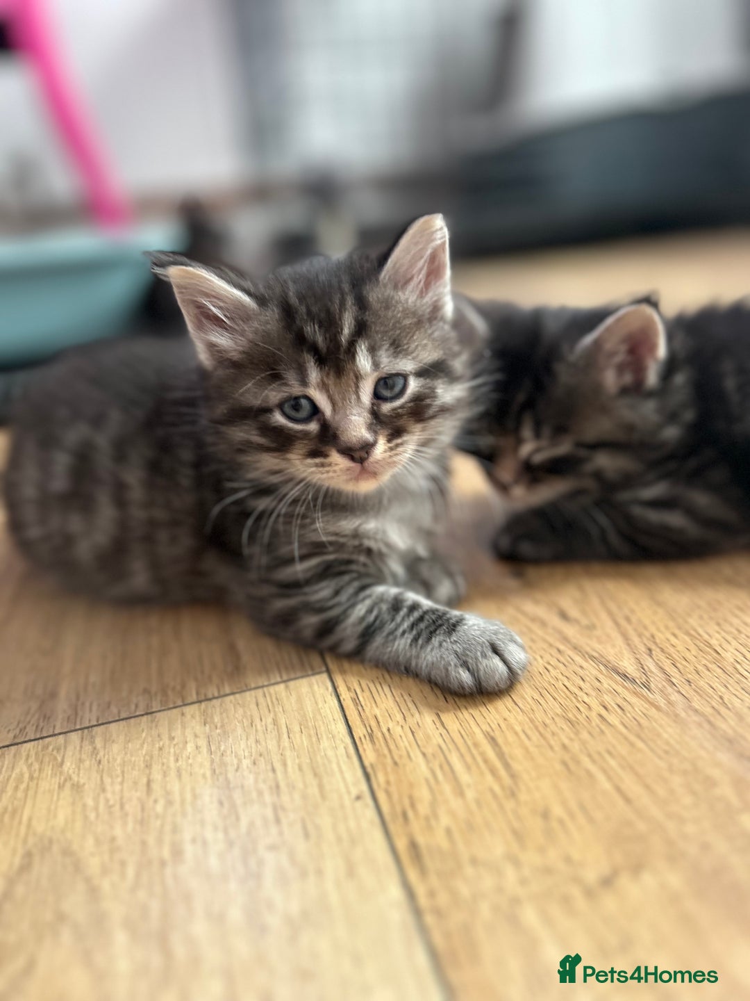 Ragcoon cats for sale: Ragcoons!  in Shepton Mallet - Image 19