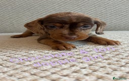 Dachshund dogs for sale: 🌈🌈rainbow litter 🌈🌈 - Image 1
