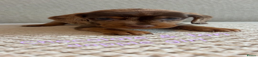 Dachshund Puppy 4