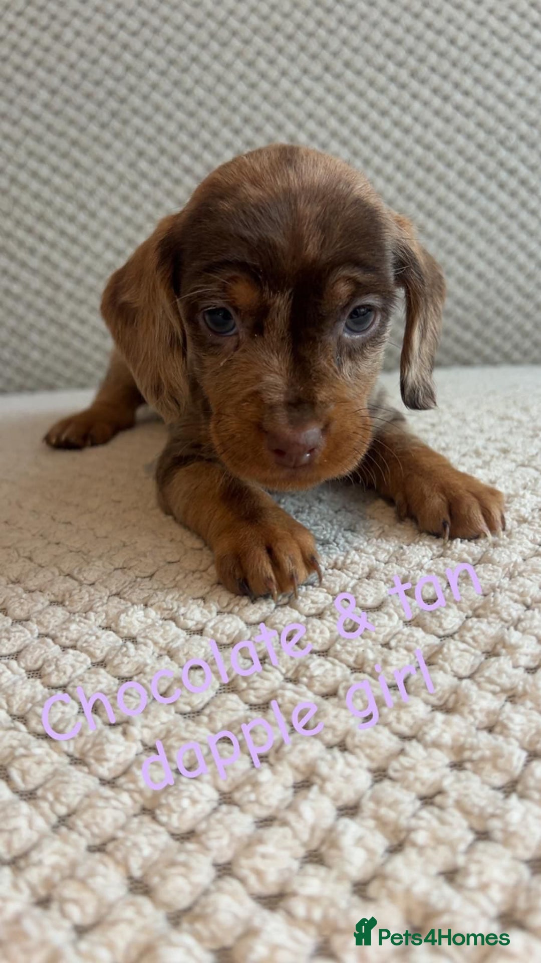 Dachshund dogs for sale: 🌈🌈rainbow litter 🌈🌈 - Image 1