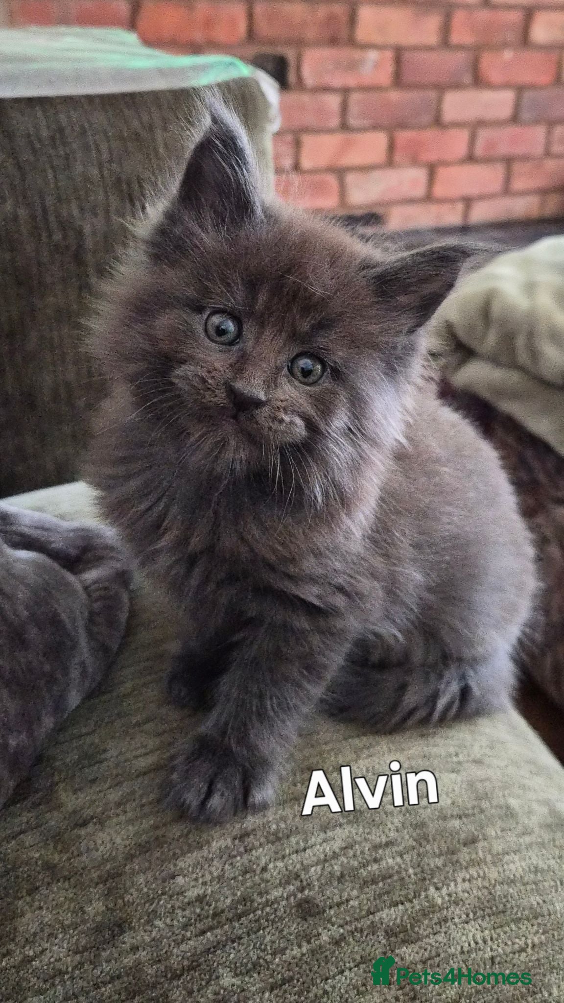 Maine Coon cats Maine coon pedigree kittens  - Advert 5