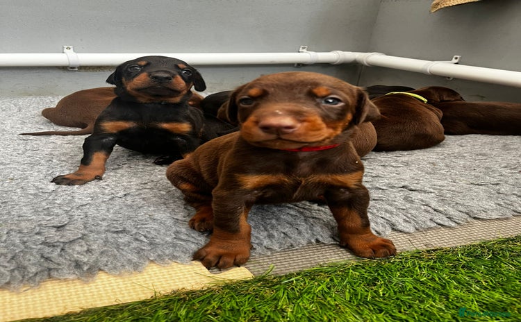 Dobermann dogs in Nottingham - Advert 2