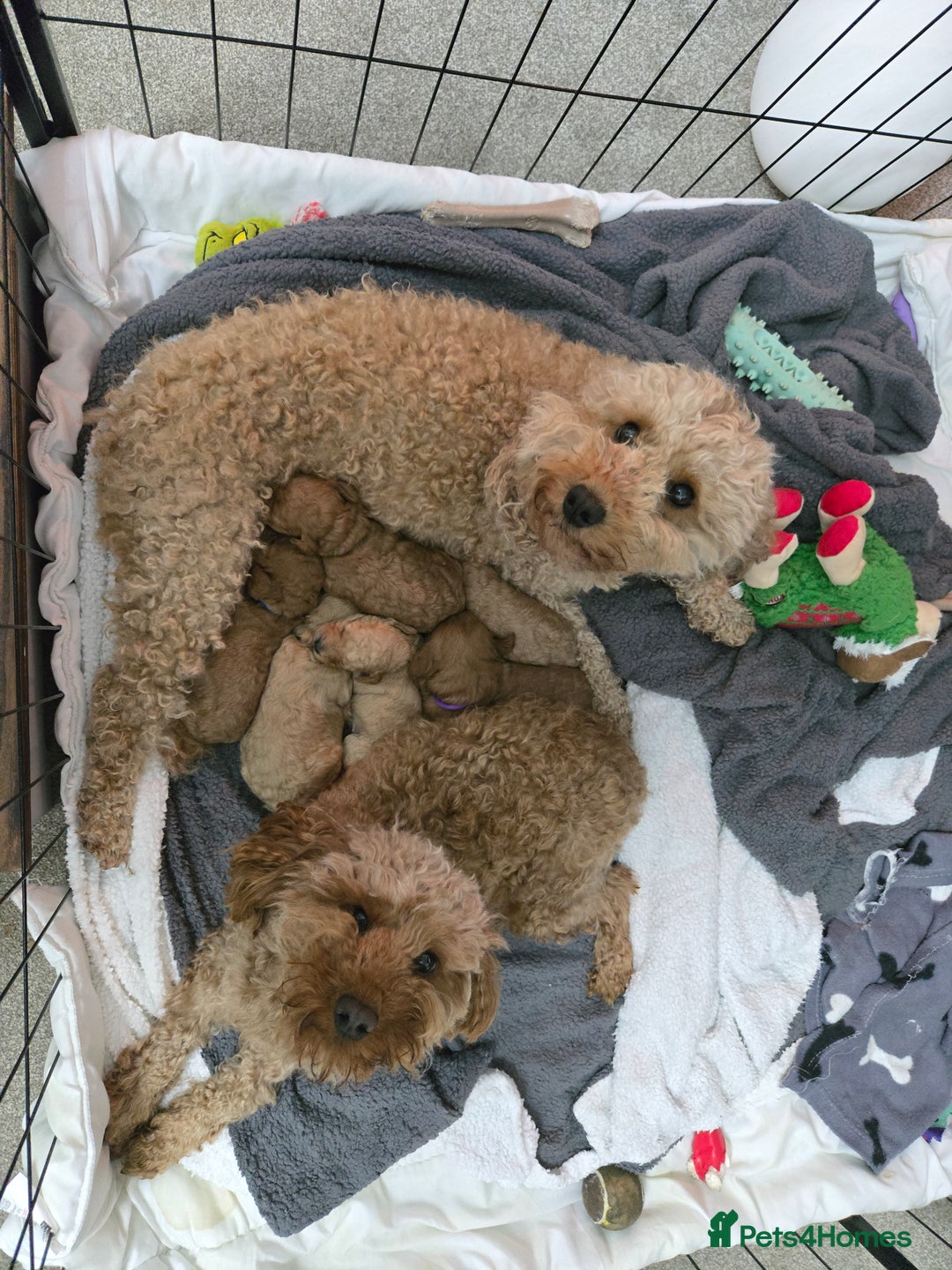 Cockapoo dogs for sale: 6 male Cockapoo puppies. Ready 13th Jan.  - Advert 12