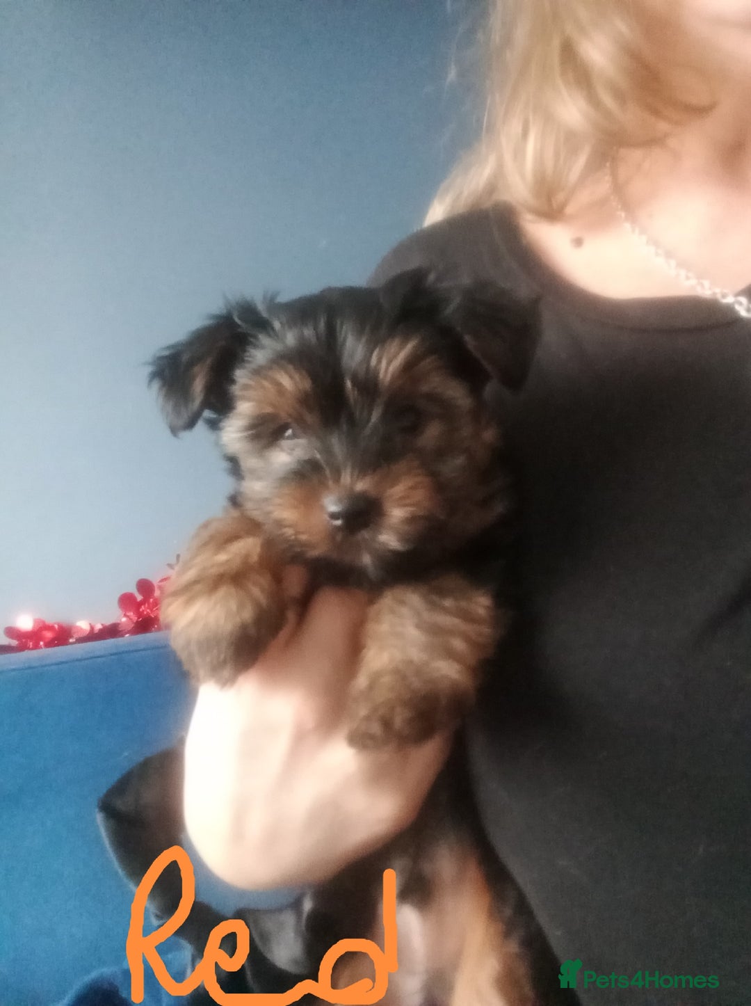 Chorkie dogs for sale: Two amazing Yorkie boys - Advert 9