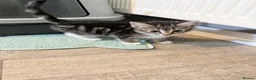 Mixed Breed cats for sale: Kittens for sale  in Wrexham - Advert 9