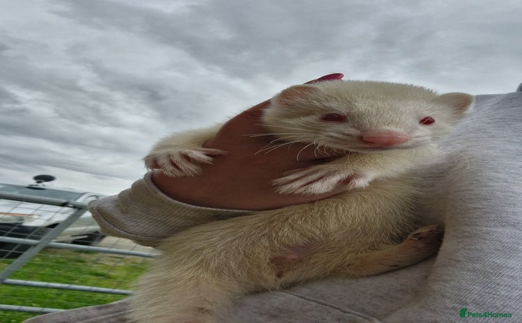 Ferret rodents - Advert 1