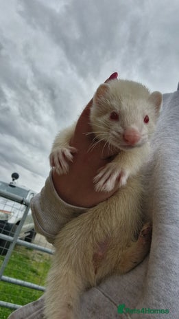 Ferret rodents - Advert 1