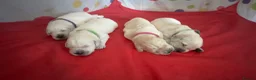 Golden Retriever dogs for sale: Gorgeous Chunky Golden Retriever Puppies - Advert 10