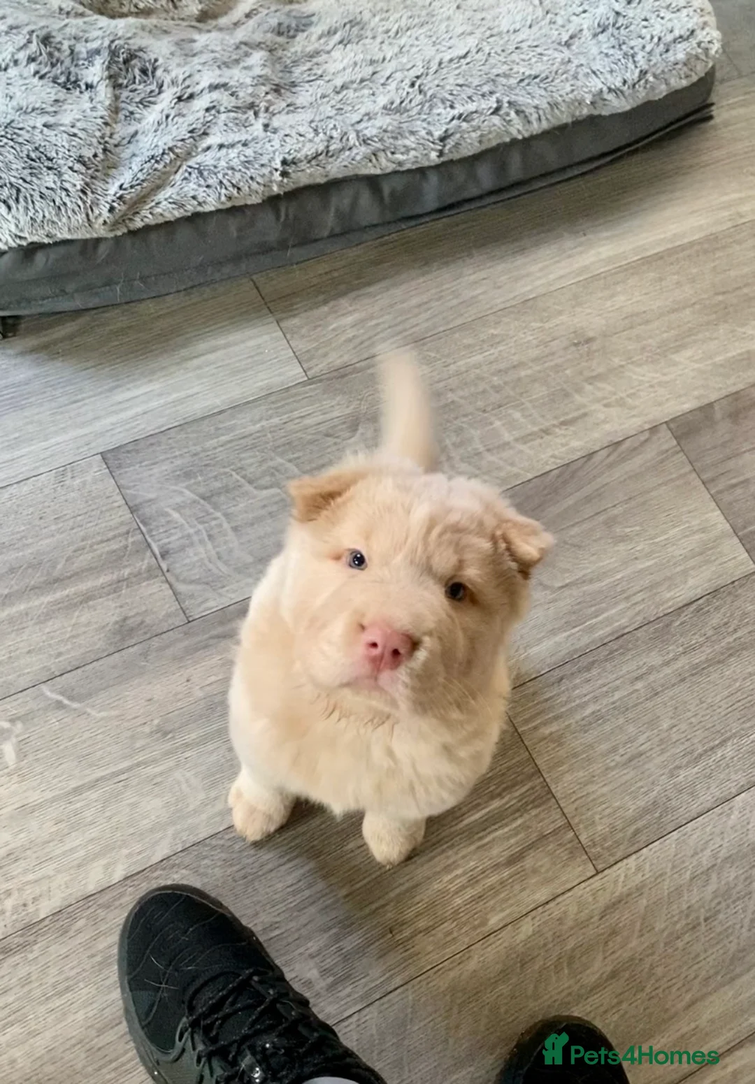 Shar Pei dogs for sale: ✨🐾 Cream Bear Coat Shar Pei Girl Available 🐾✨ - Advert 7